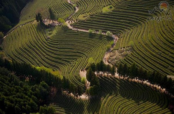 Cultivarea ceaiului in japonia